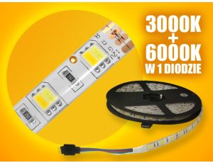 Taśma LED Basic 5050 WW+CW  5m/300diod  IP65