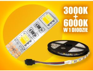 Taśma LED Basic 5050 WW+CW  5m/300diod
