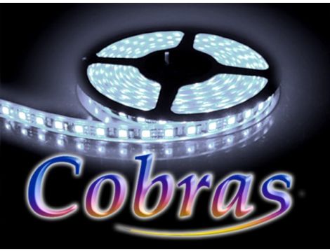 Taśma LED COBRAS 5050 biała zimna CC 5m/300diod